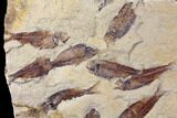Fossil Fish (Gosiutichthys) Mortality Plate - Lake Gosiute #130057-1